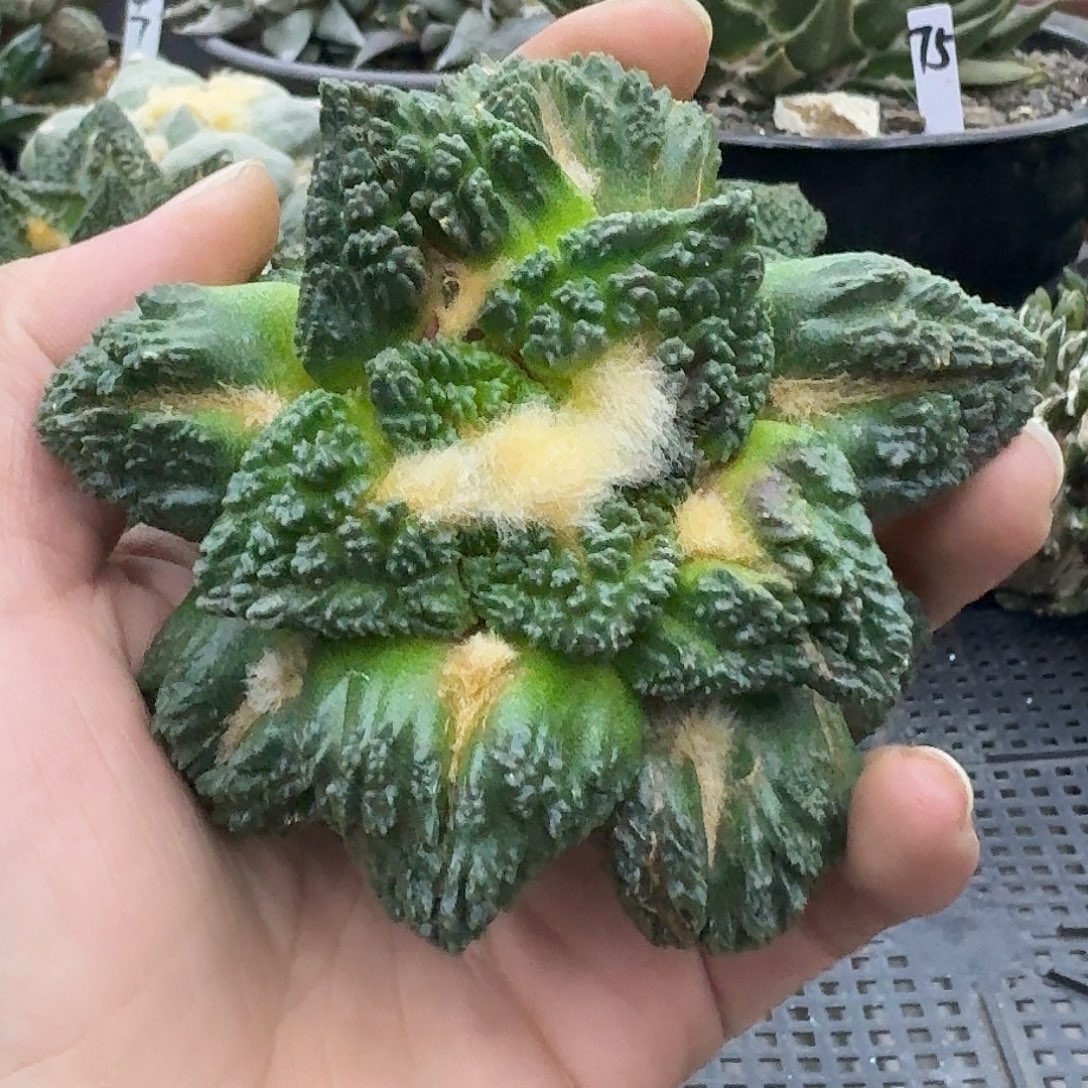 自根哥斯拉龟甲，暂未开根