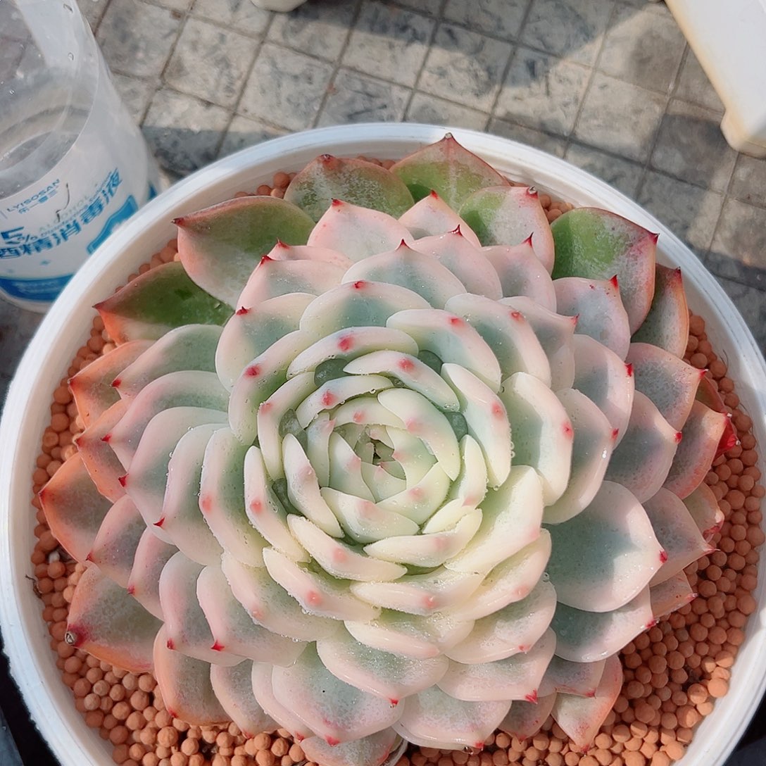 吉娃娃锦，宽覆轮锦带三个侧头