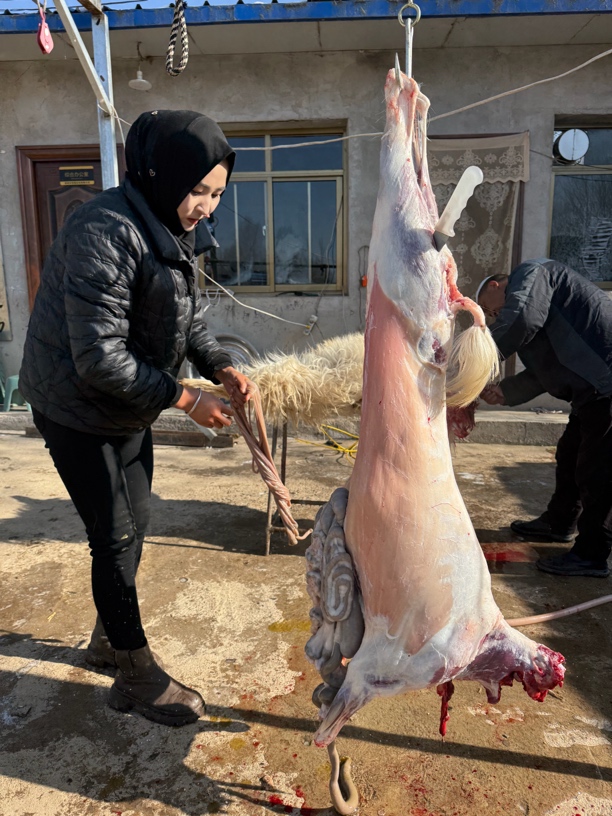 马志国草膘山羊咕噜草膘绵羊凡羊整羊35斤半只18斤整扇羊%腿排