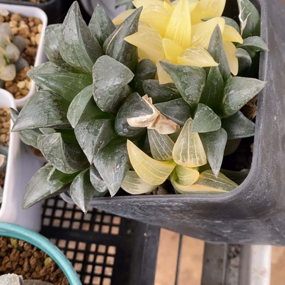 一颗糊斑红纹寿锦 元旦福利