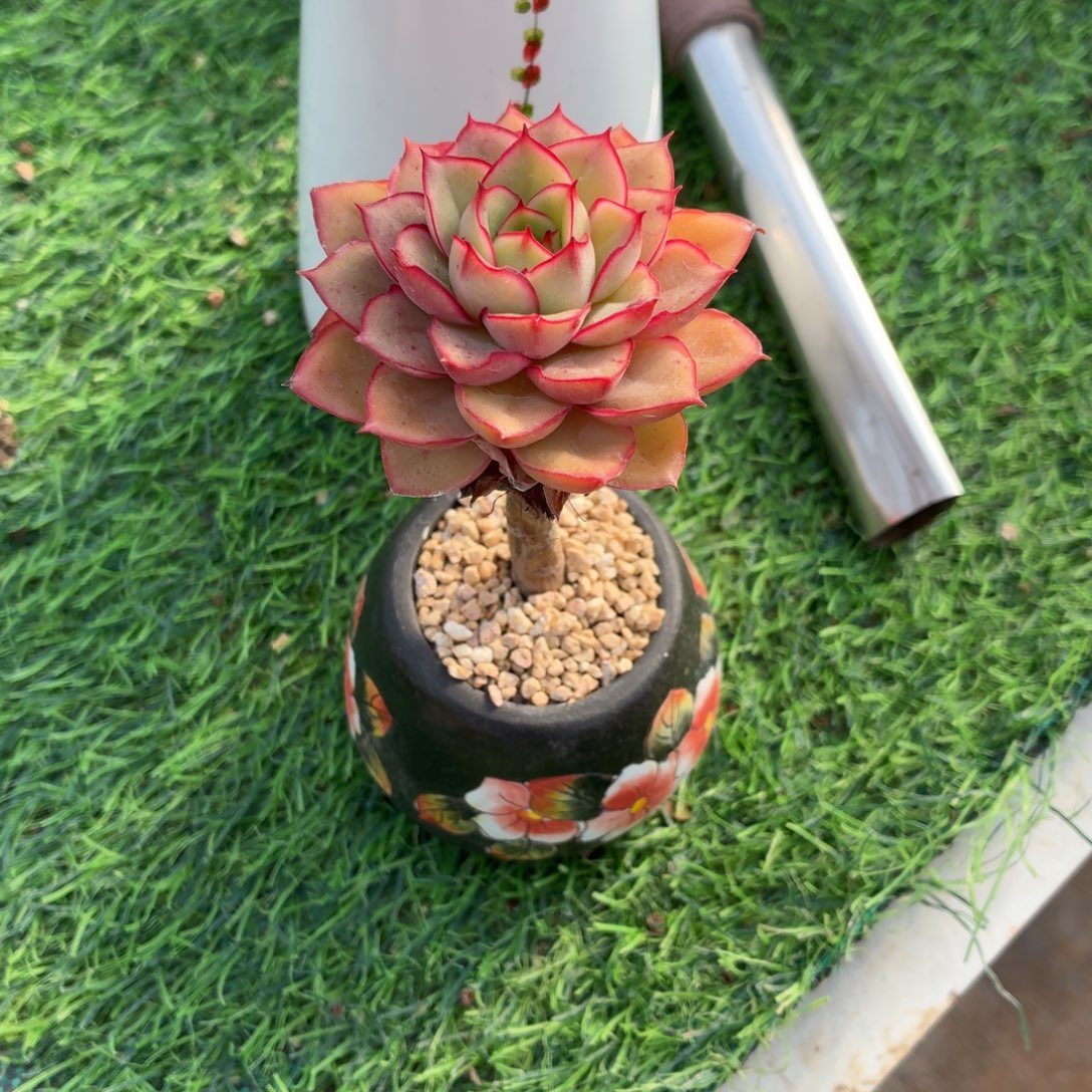 玲***听我的好吧啊哈哈笑哈哈