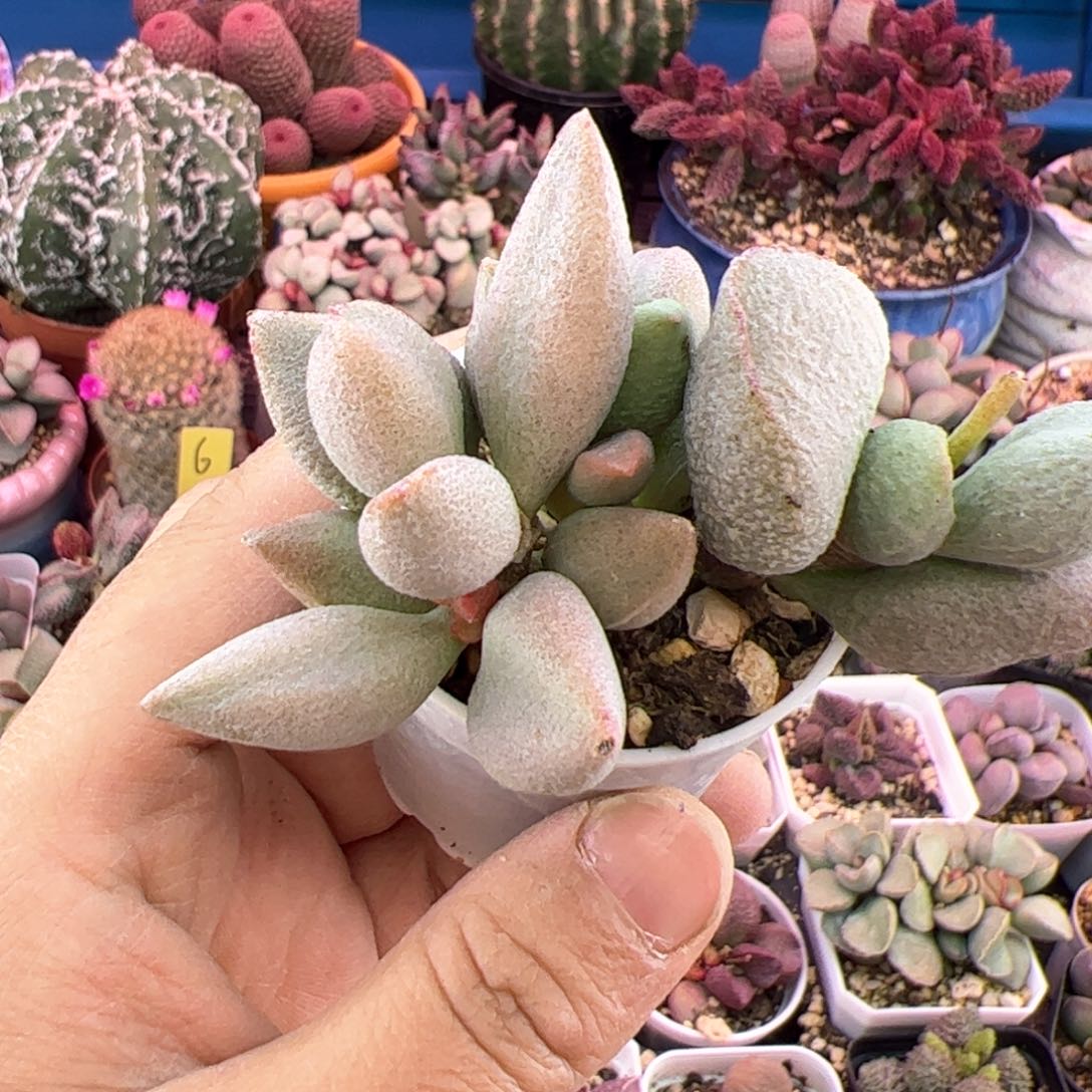 哈服。         多肉。