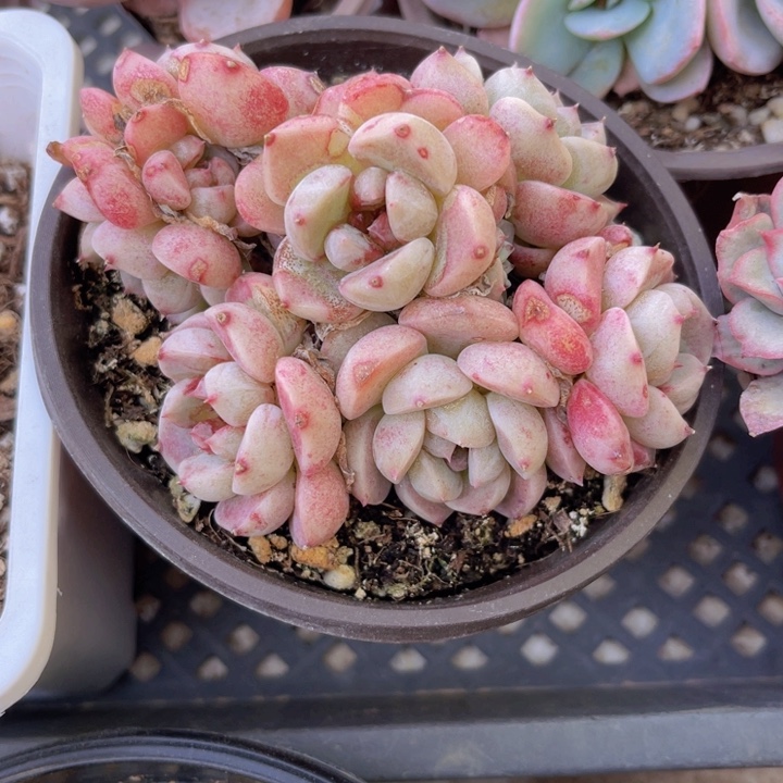 天鹅绒多肉植物多肉