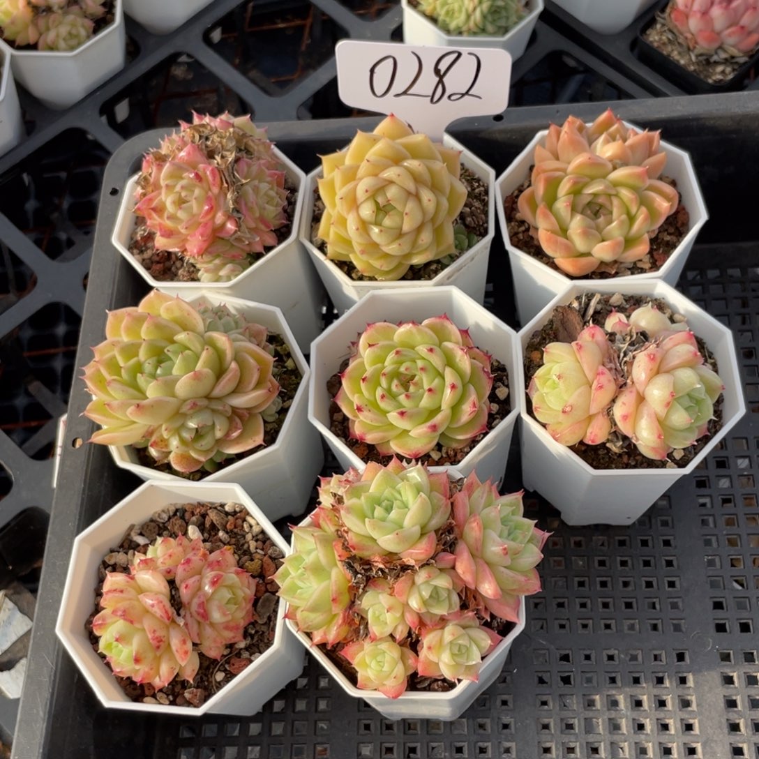 不包整散 盆子不售后0282