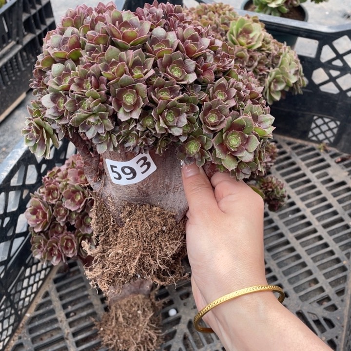 多肉的大肉都要长胖一点呀