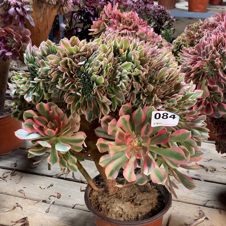 084女神缀多肉法师