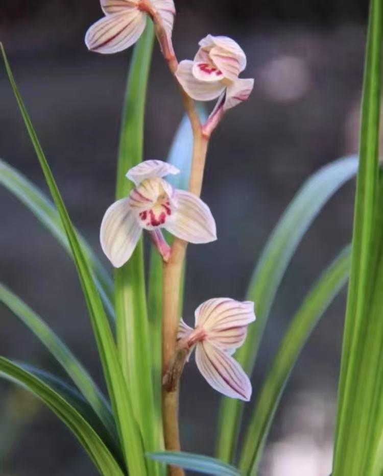 云南大山（兰）（花）直播间一物一拍