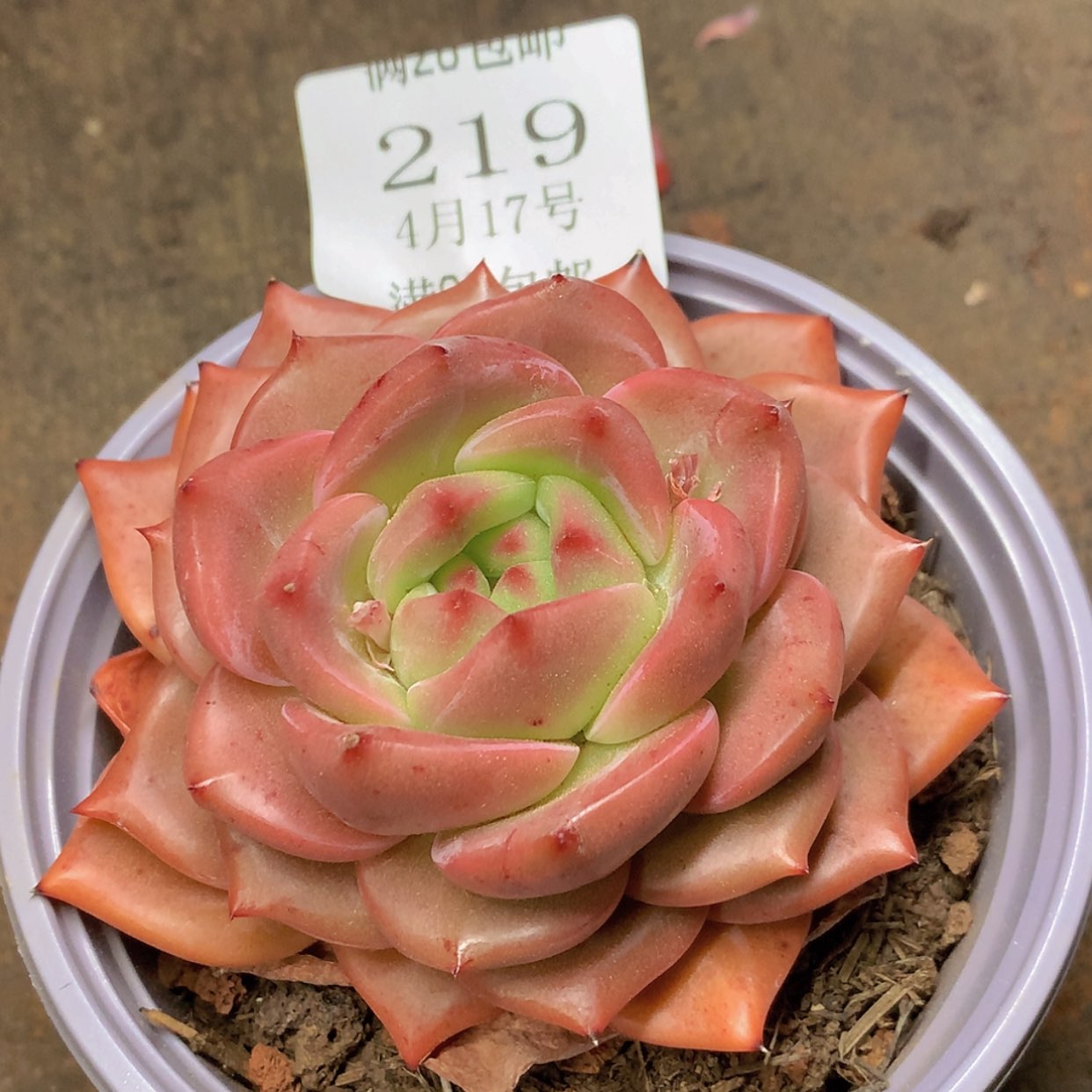 【闪购商品】云219号