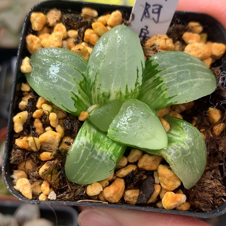 糯阿房宫锦一物一拍