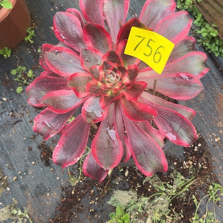 哈哈多肉葡萄福利756