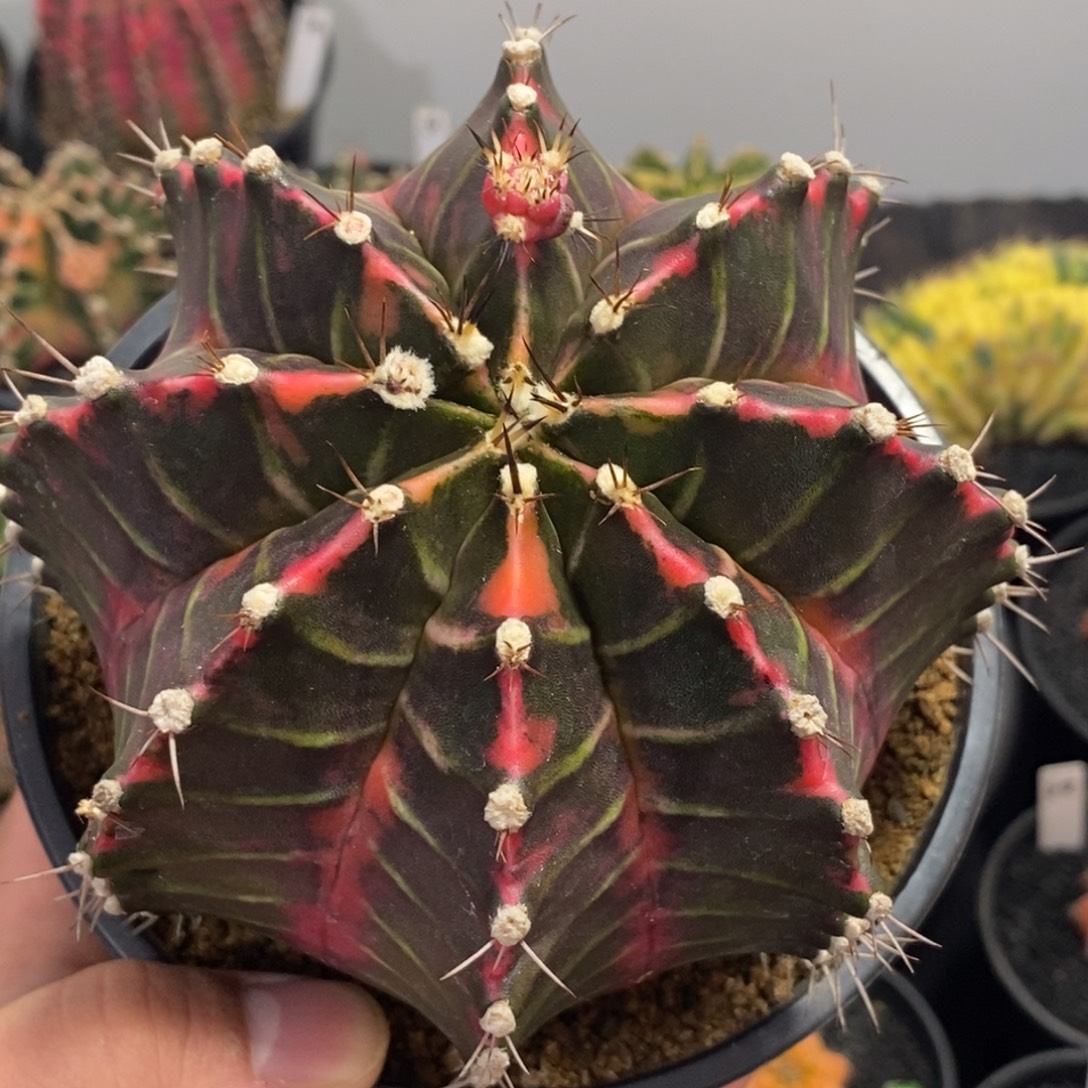 超大泰系全品米哈—带盆土发货24