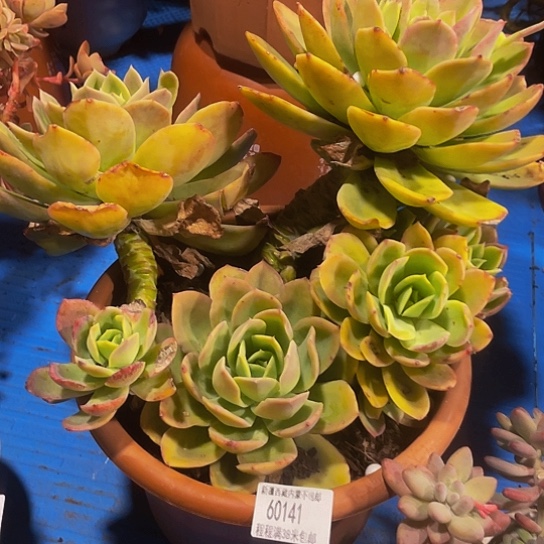 孙*娘乔伊60141多肉