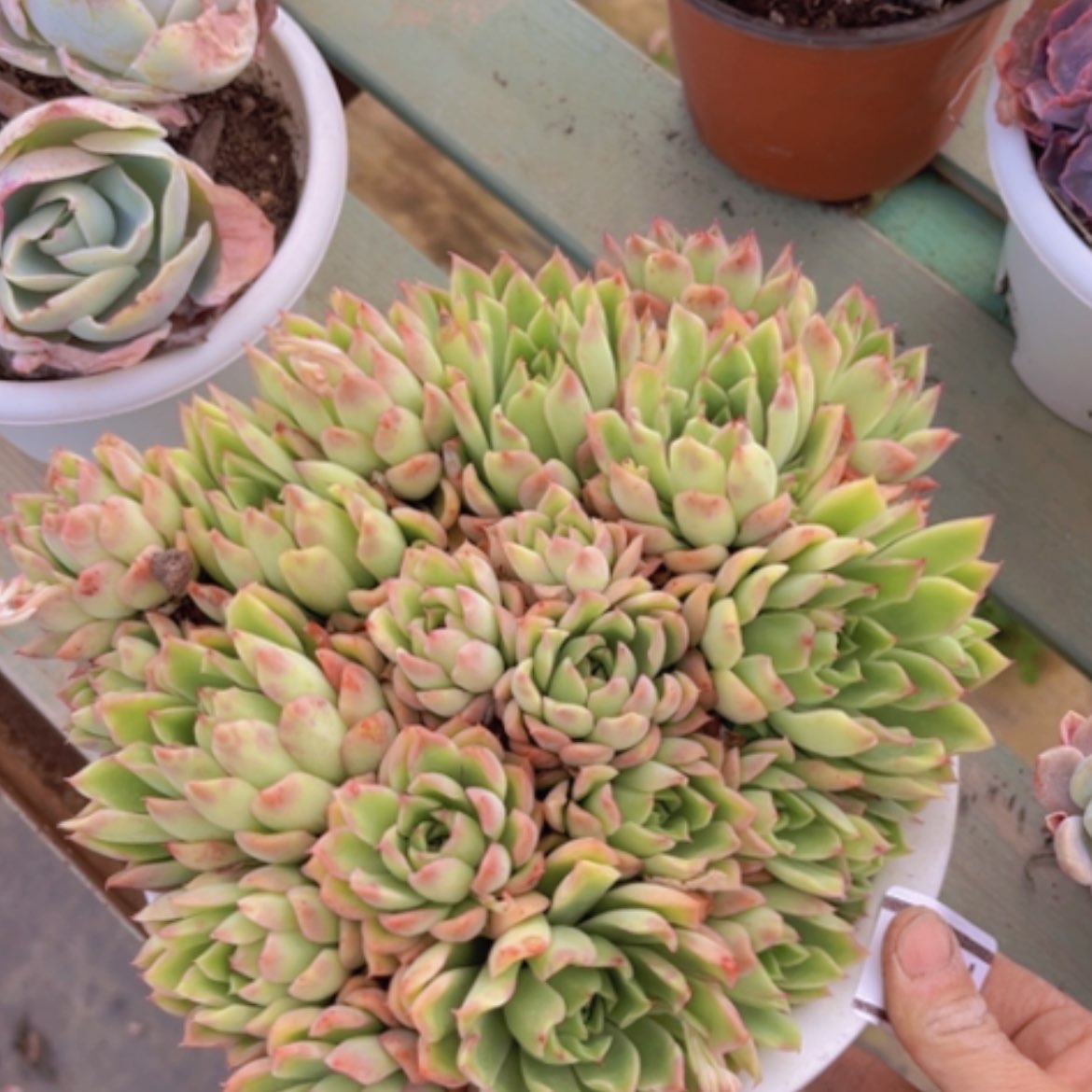 【闪购商品】玉杯15112