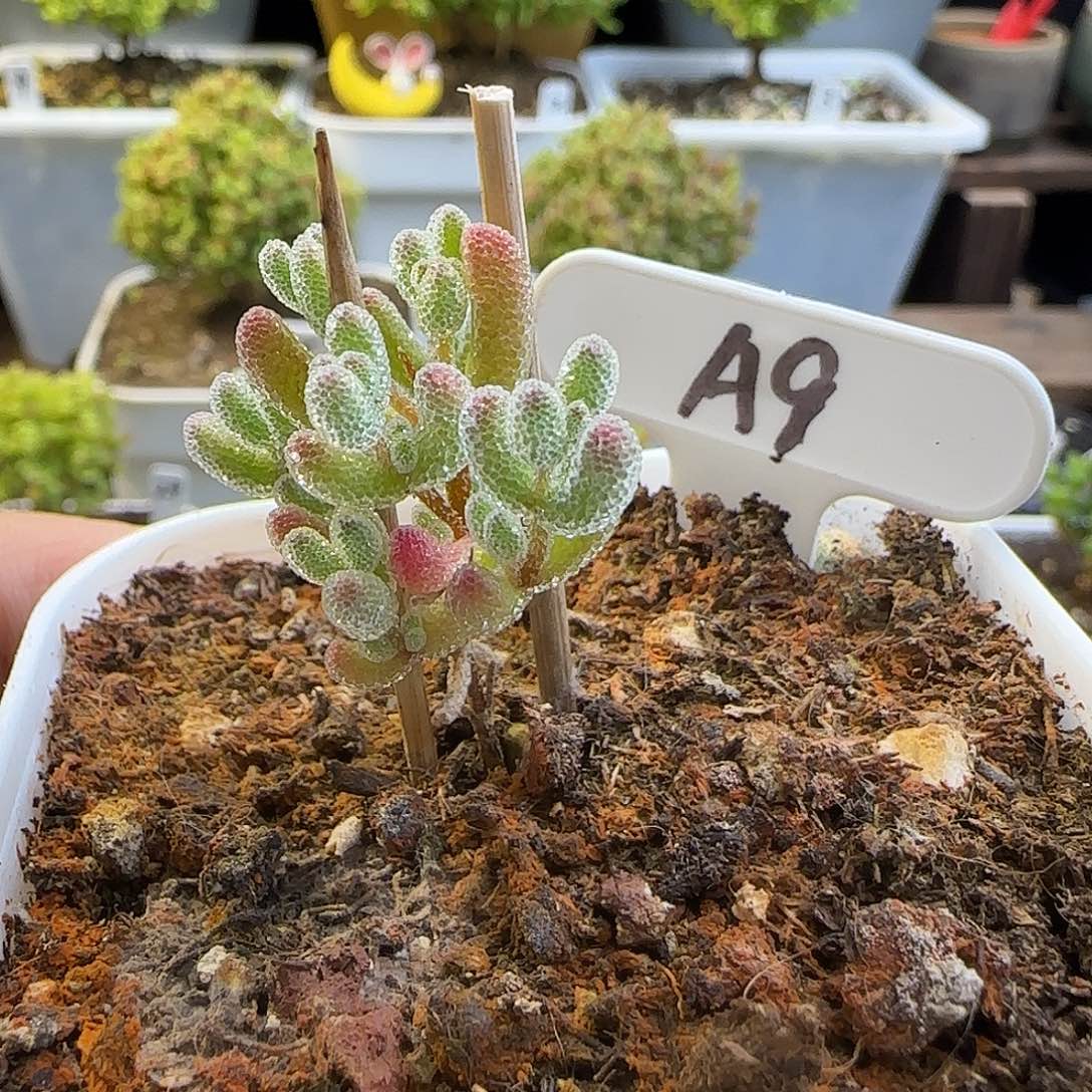 实生粉冰晶枝干番杏