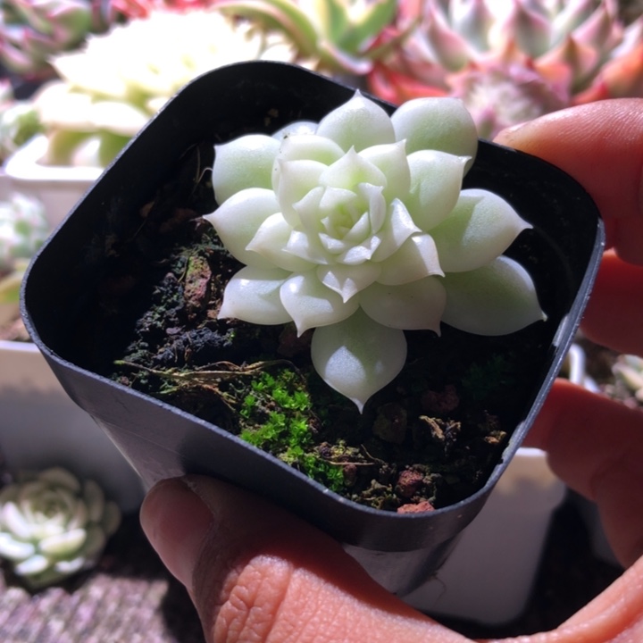 圆叶昂斯诺宽覆轮锦有根