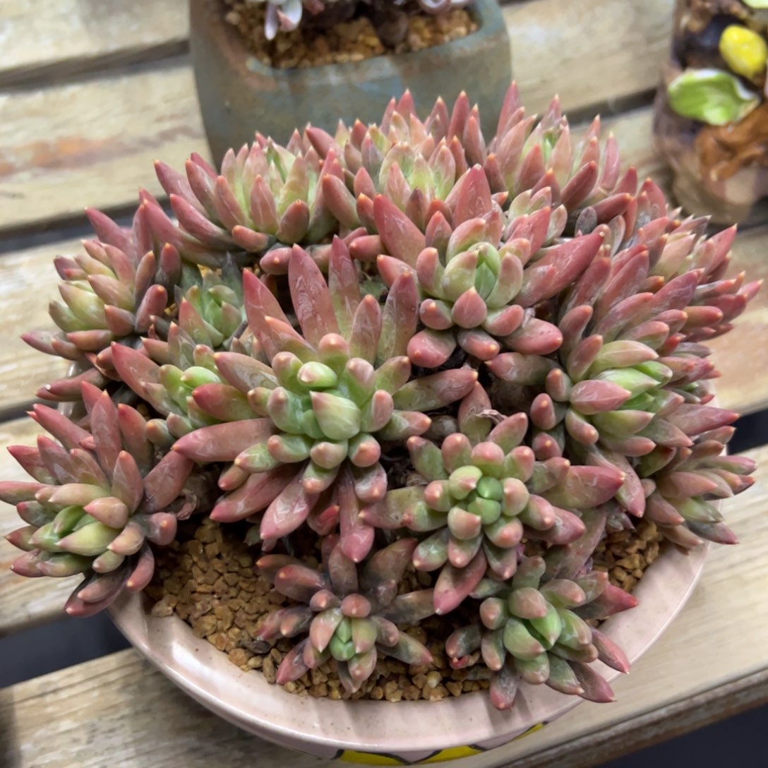 炫彩星28 零零多肉植物