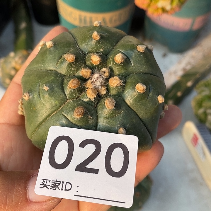 仙人球20号盔甲都