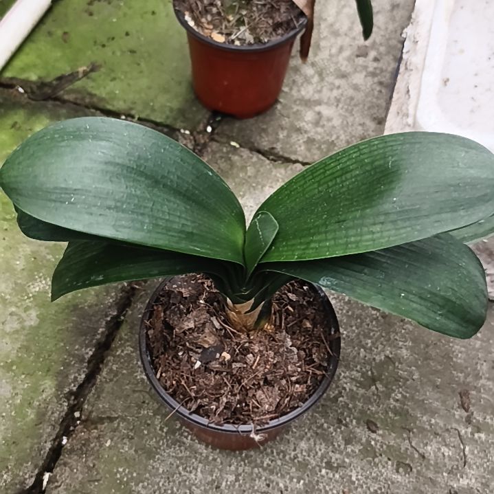 李***霞完全开放巨大轮大苗一颗