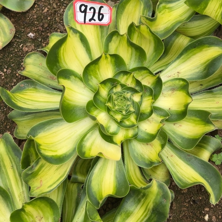多肉植物926不售后