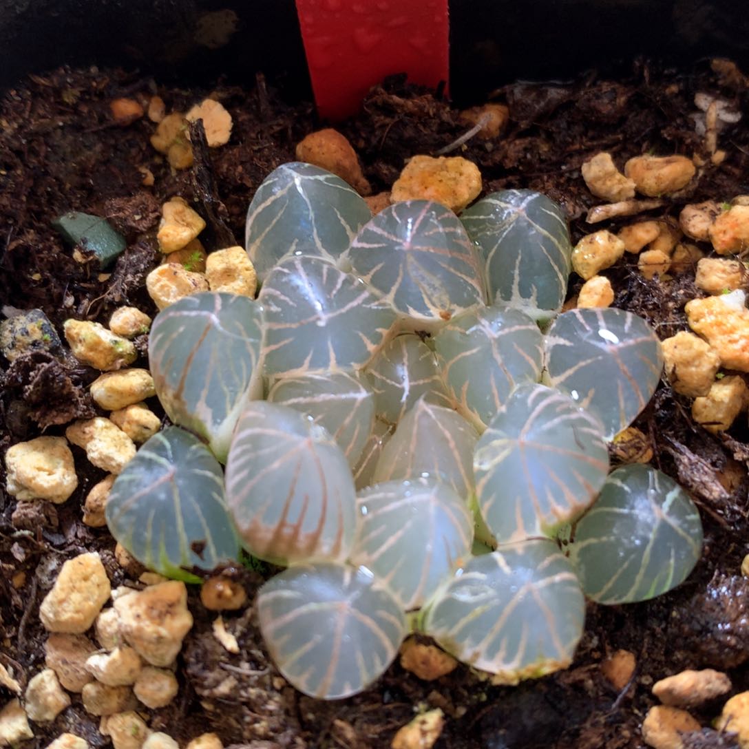 糊斑霓虹灯玉露锦