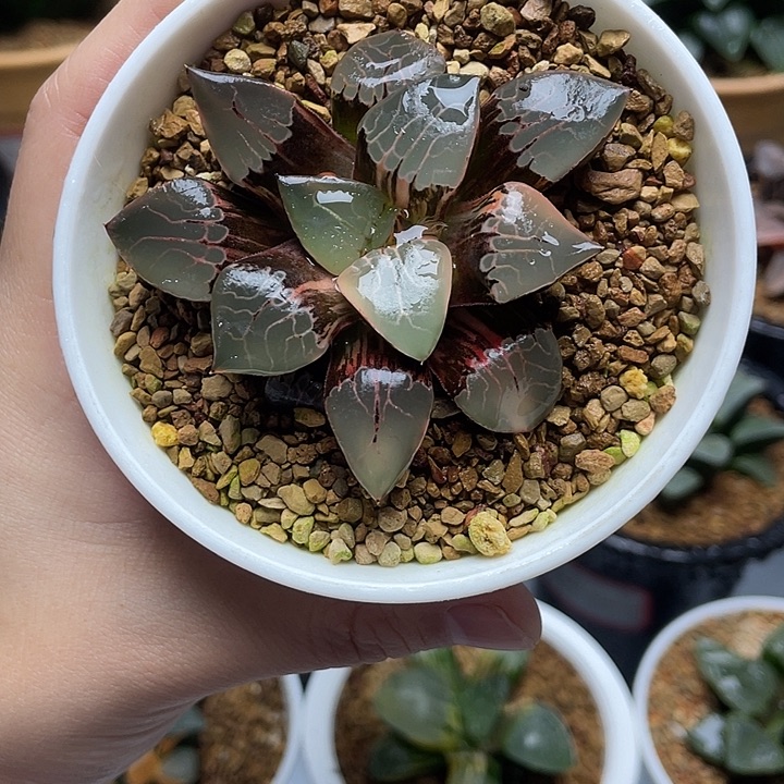 8  火凤凰克锦十二卷多肉