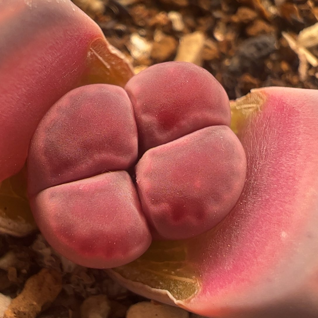 紫菊多肉植物百科758