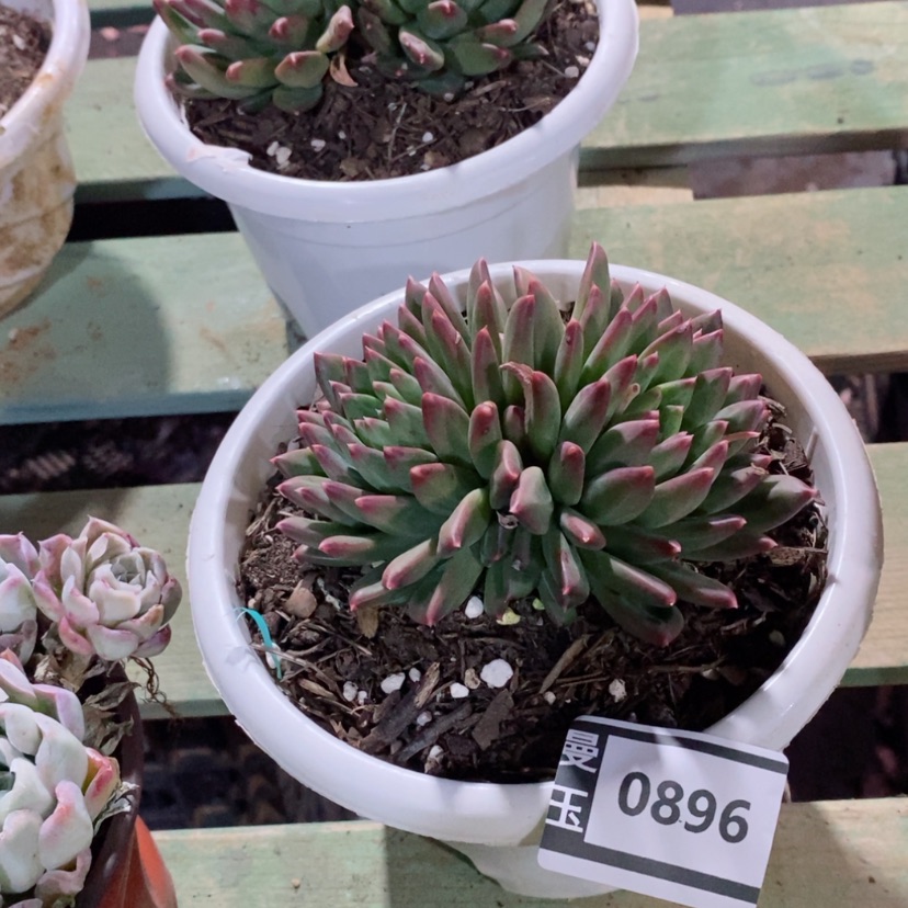 【闪购商品】惠兰0896