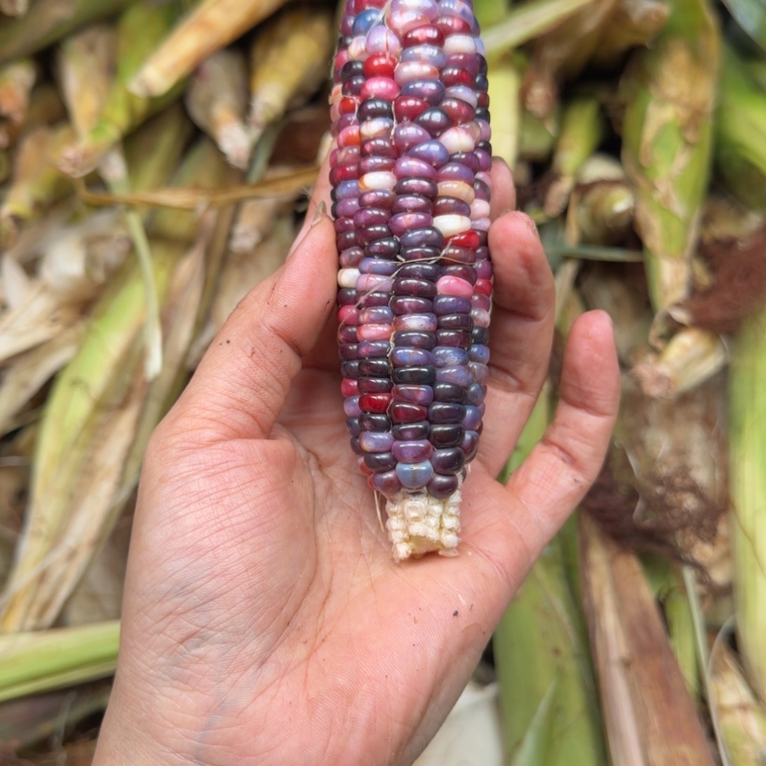 h***i吊坠柏香籽/百香籽