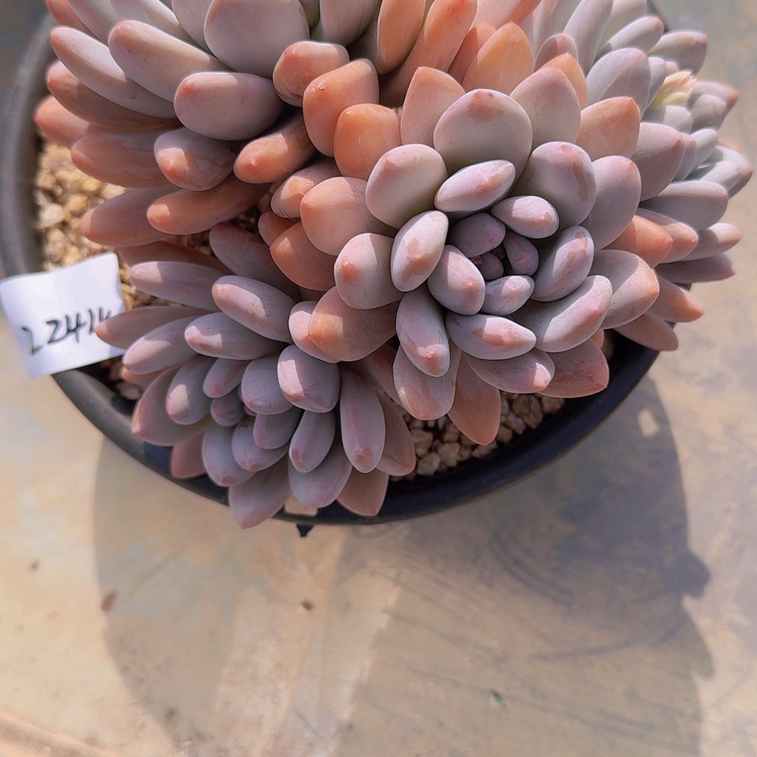 k*r2244香水多肉植物