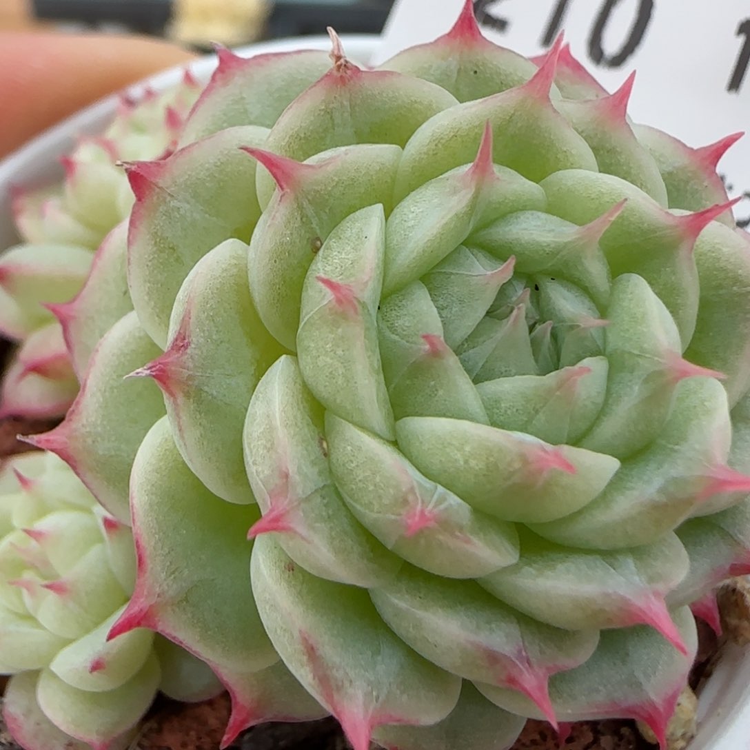 花语逸境0122-218海王