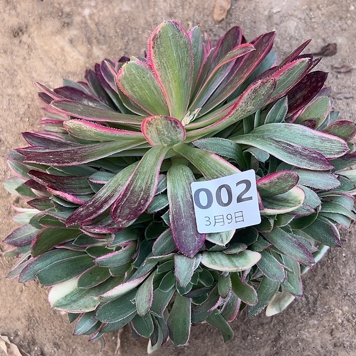 3.9-2孔雀翎多肉植物1