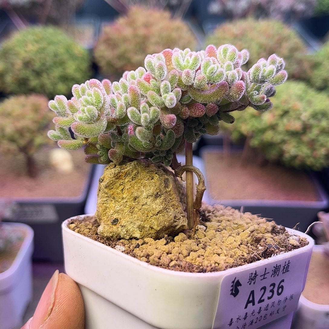 236优选冰晶造型桩