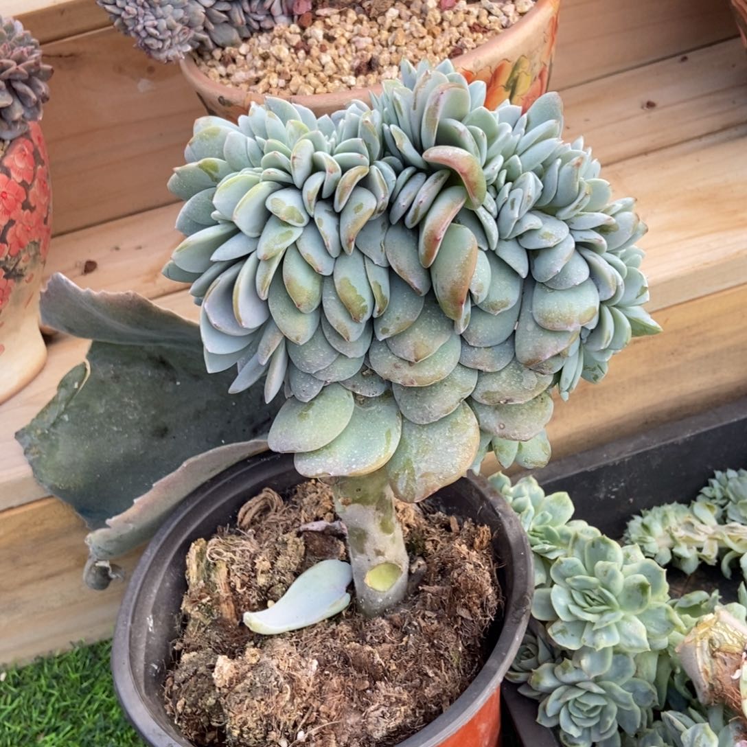叁***月韩版奶茶缀化多肉植物