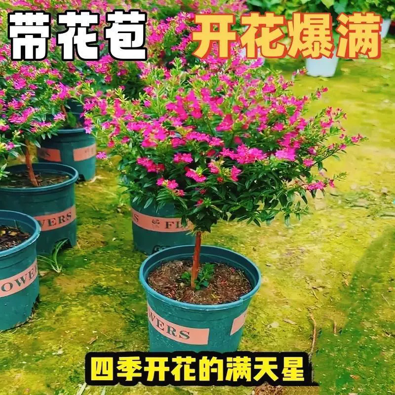 【满天星盆栽】独杆木本多年生植物四季开花易成活耐寒耐冻室内室外
