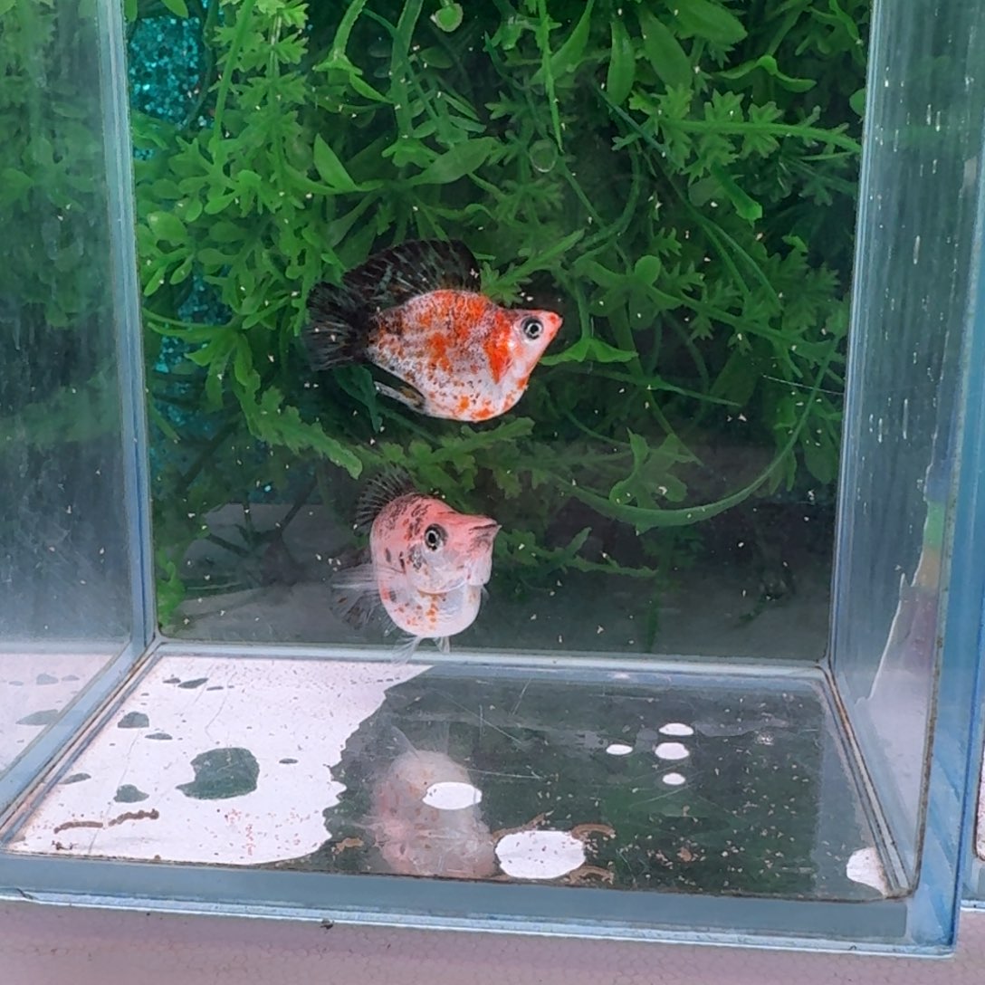 黑玛丽鱼100号玛丽2条