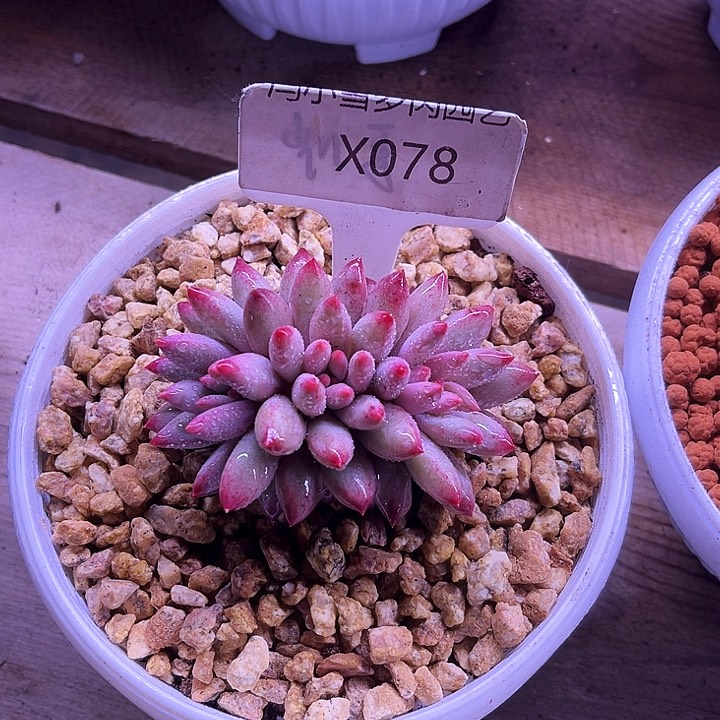 辰***角我是第一百个为妖刀应援的阴阳