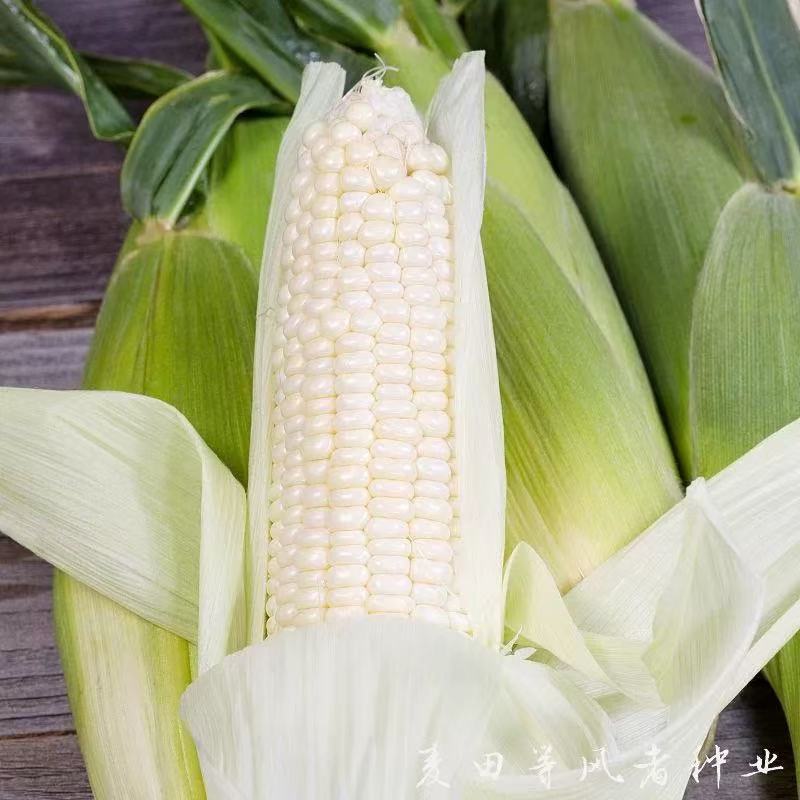 【福利装】鲜白糯玉米 一箱4斤 京东包邮！