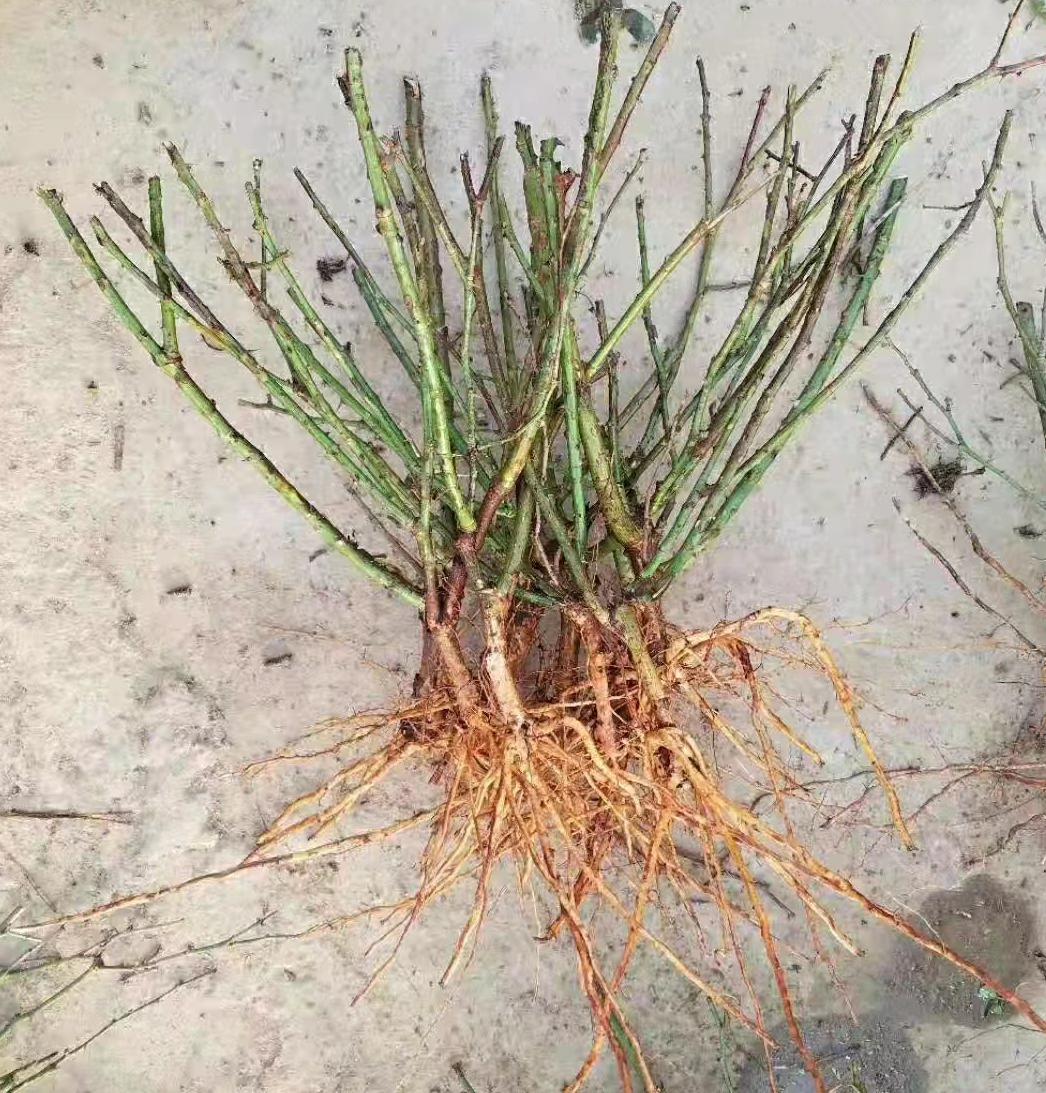 YUJINGPENG/豫金鹏大花 藤本 丰花优质裸根苗月季