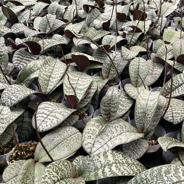 3.5寸 实生西雷利-抽花梗 原生趣味 蝴蝶兰