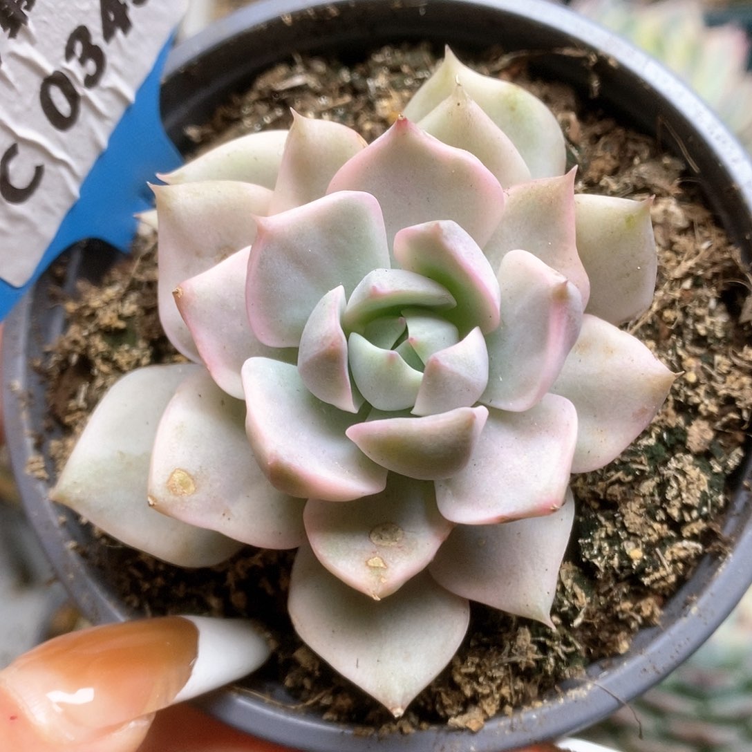 343白牡丹锦锦锦锦锦锦