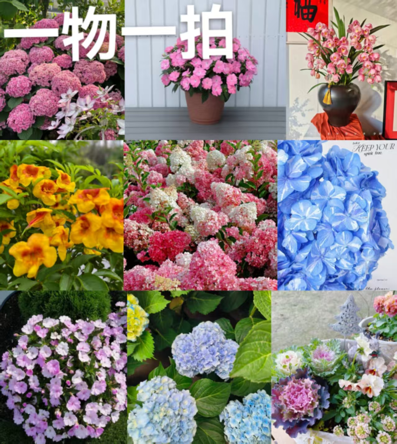 大花一物一拍，所见即所得，多拍少付随机发货，云南昆明基地直发
