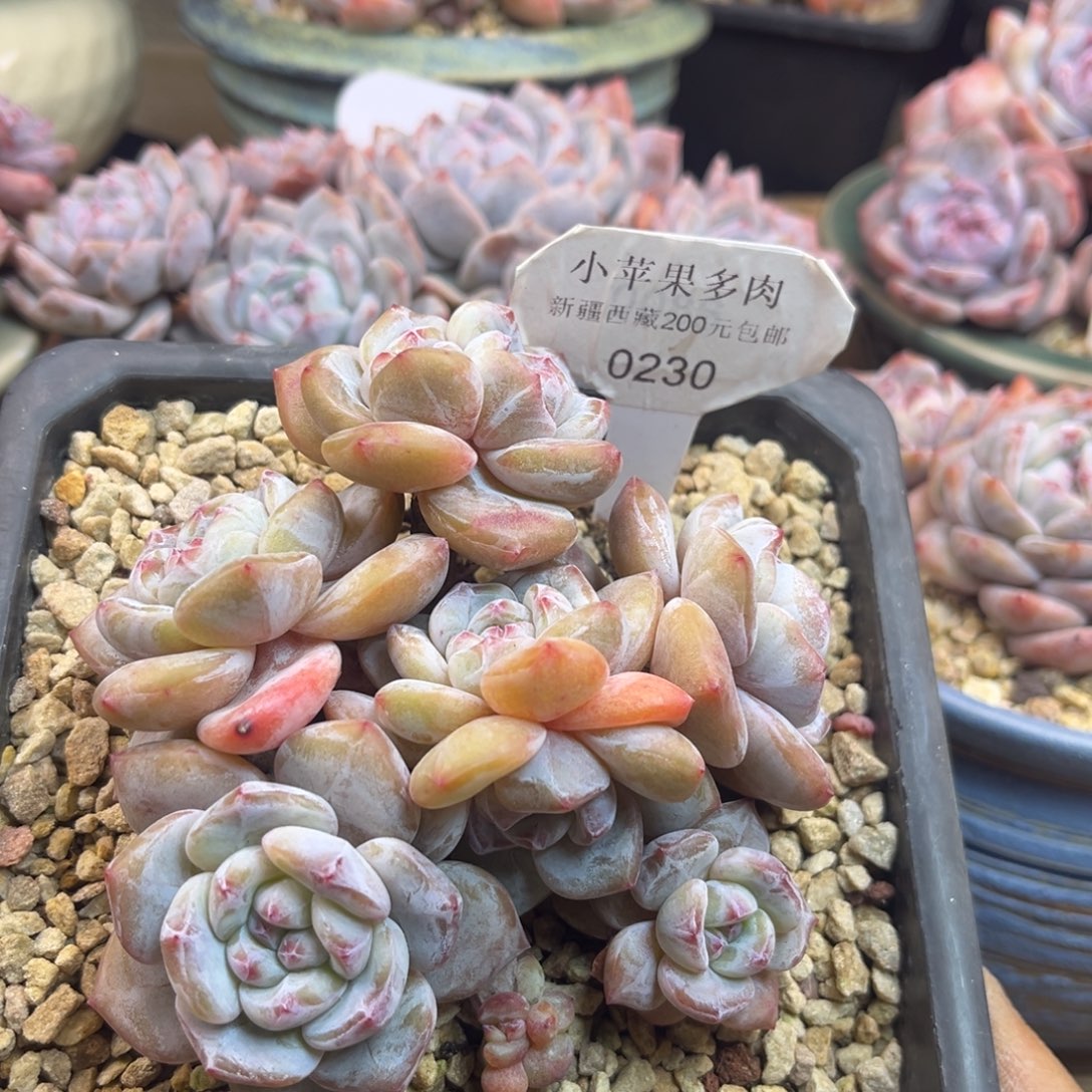 黄底紫心230/10cm7头