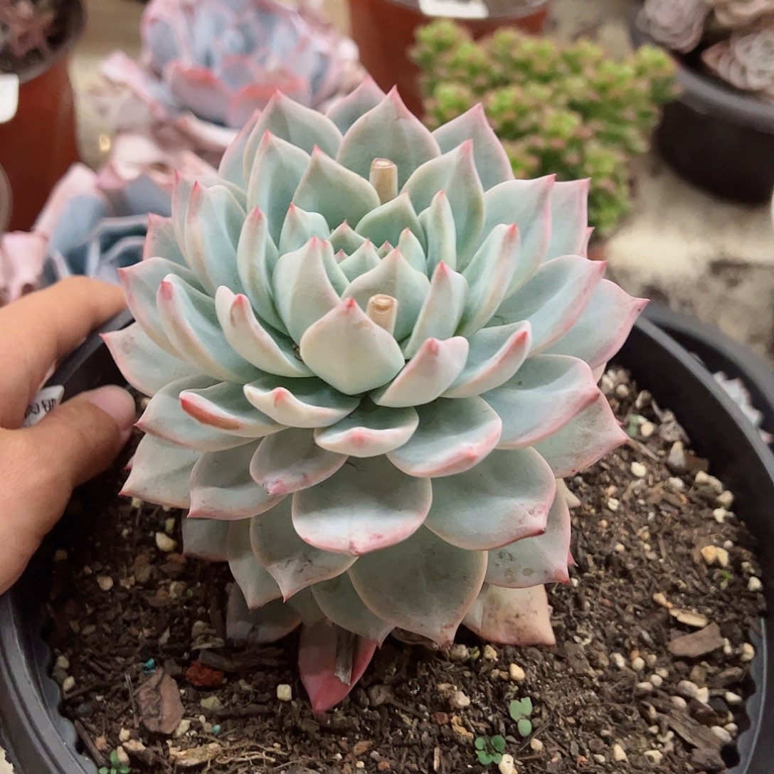 粉蓝鸟大盆大单头多肉