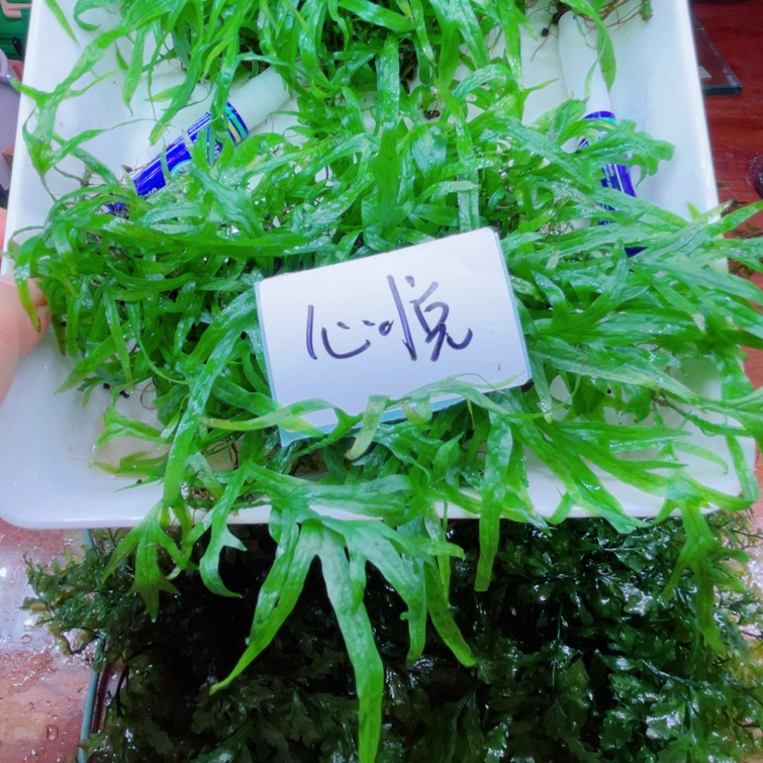 心***兮美小呆哇塞套餐一份