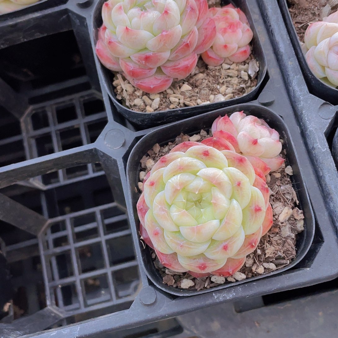 441号 桃露珍妮双头一个