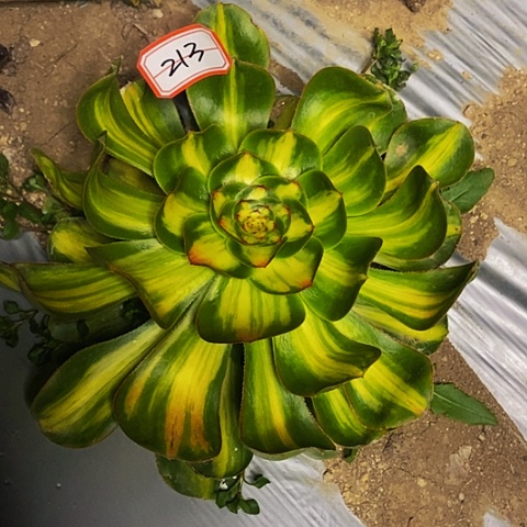 暴君法师法师 213链接