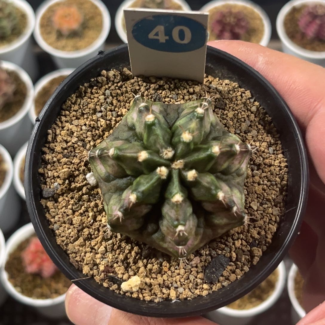 40号实生绿海神带盆带土