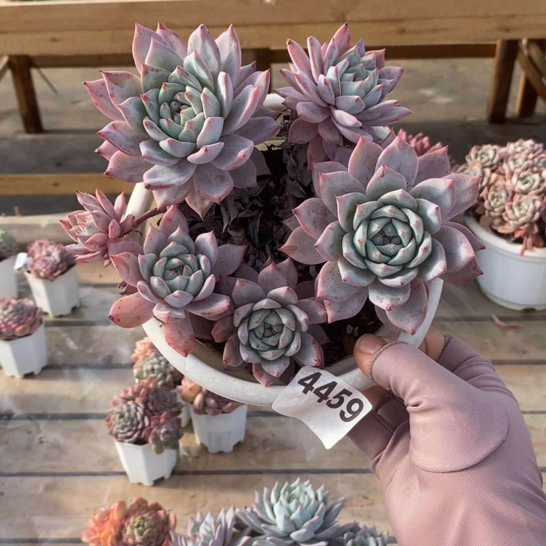 丧***律4459粉蓝鸟一物一拍