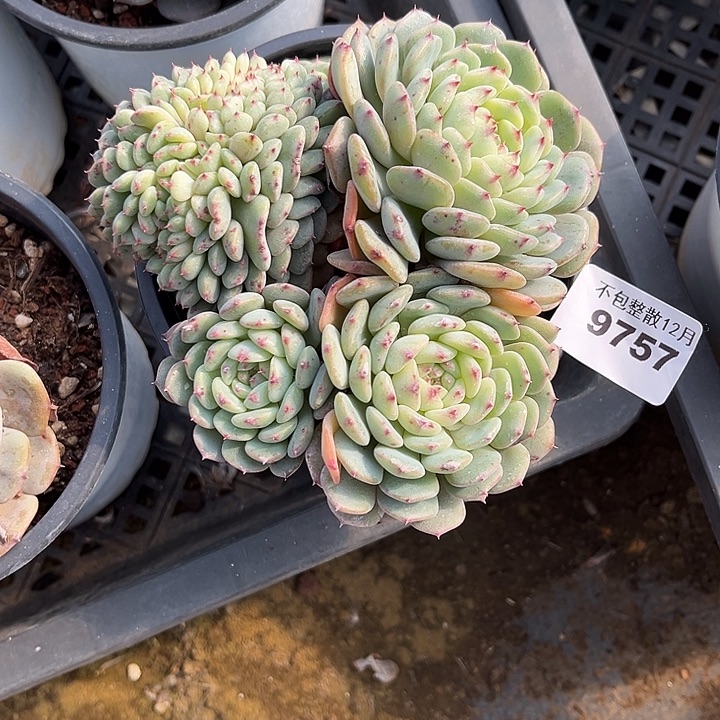 阿雅园艺。        9757白胖子缀