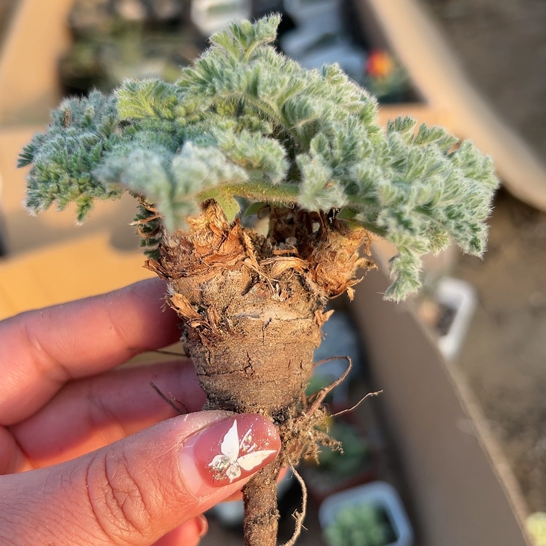 多肉植物雨衣洋葵